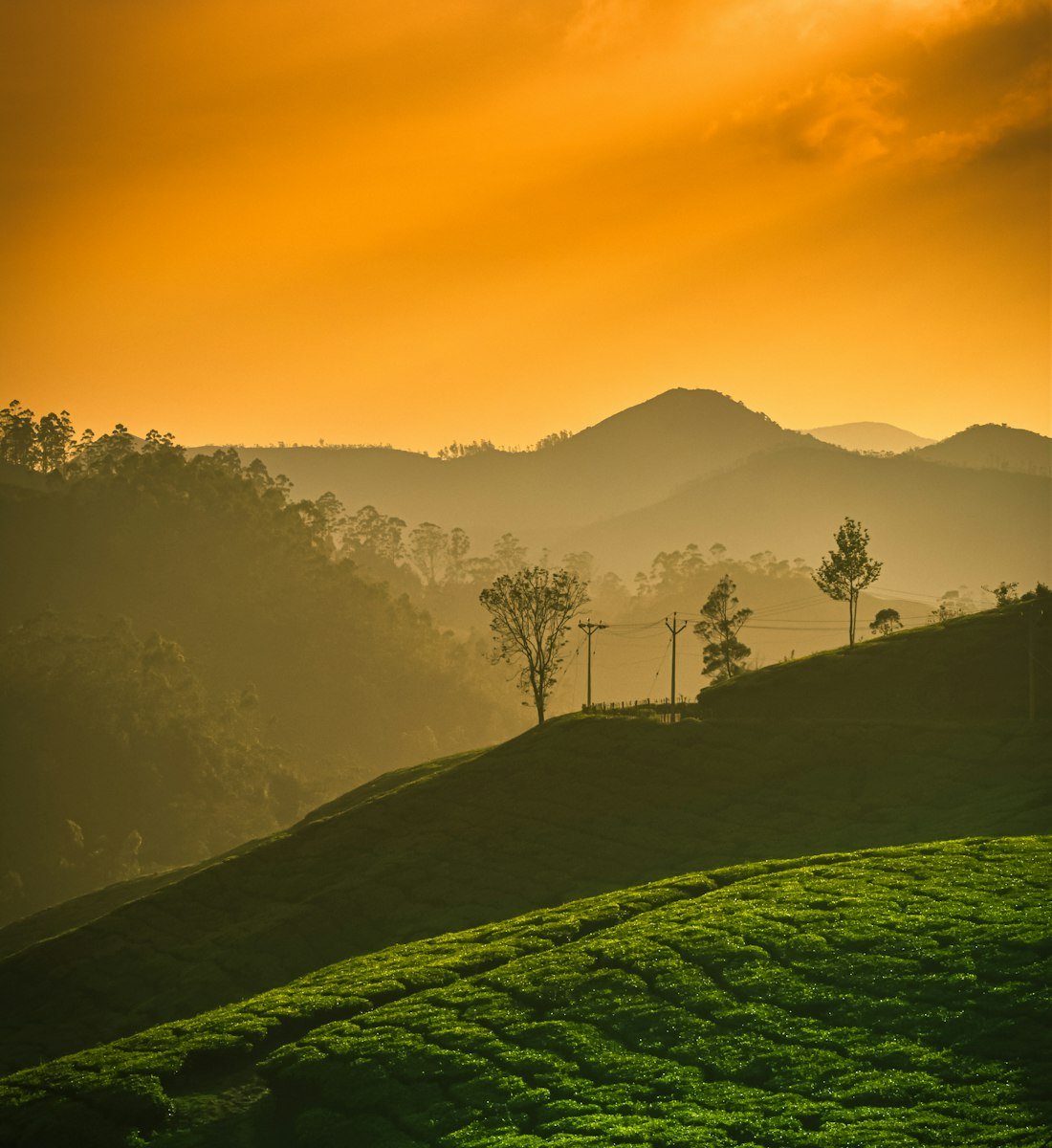 Golden light over rolling tea plantations at dusk
