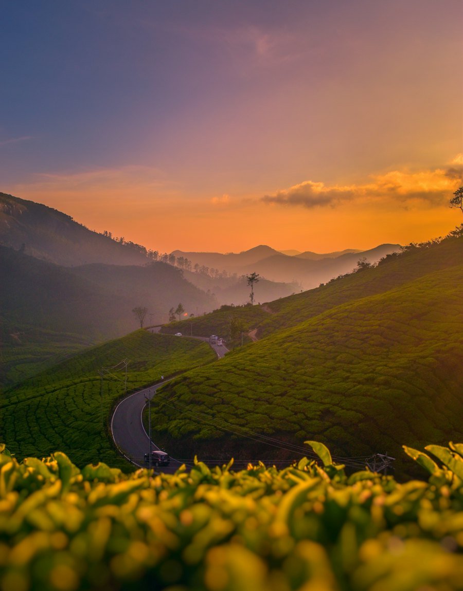 Winding road through tea estates at sunset