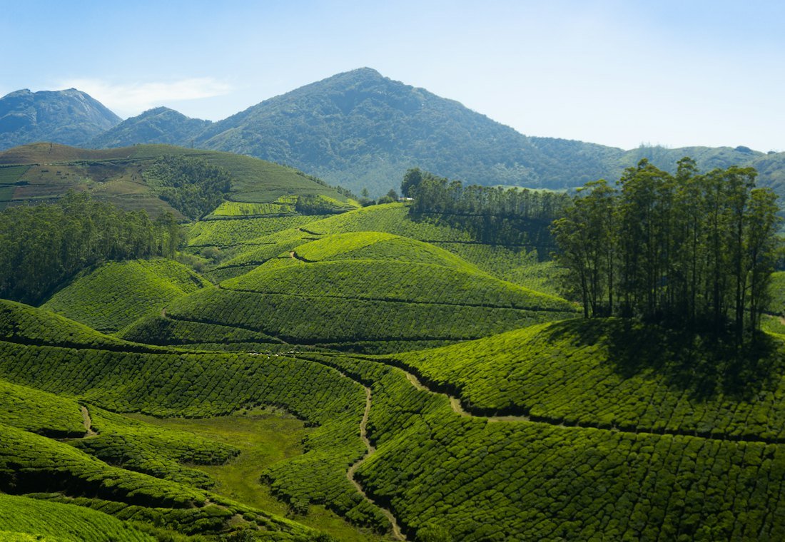 Rolling tea plantations below a mountain peak